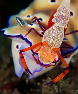 "Emperor shrimp on Nudibranch"
 

 
 by Henry Jager 